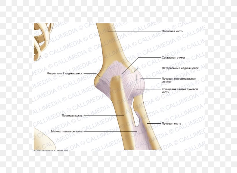 Thumb Elbow Joint Capsule Knee, PNG, 600x600px, Watercolor, Cartoon, Flower, Frame, Heart Download Free