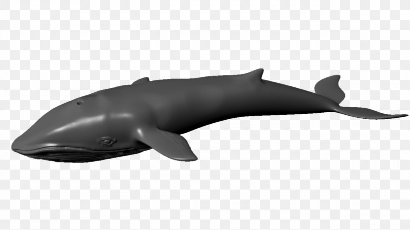 Tucuxi Rough-toothed Dolphin Porpoise Balaenidae Animaatio, PNG, 1280x720px, 3d Computer Graphics, 3d Modeling, Tucuxi, Animaatio, Animal Download Free