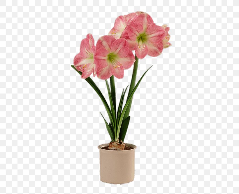 Amaryllis Flowerpot Houseplant Bulb, PNG, 443x664px, Amaryllis, Amaryllis Belladonna, Amaryllis Family, Bulb, Ceramic Download Free