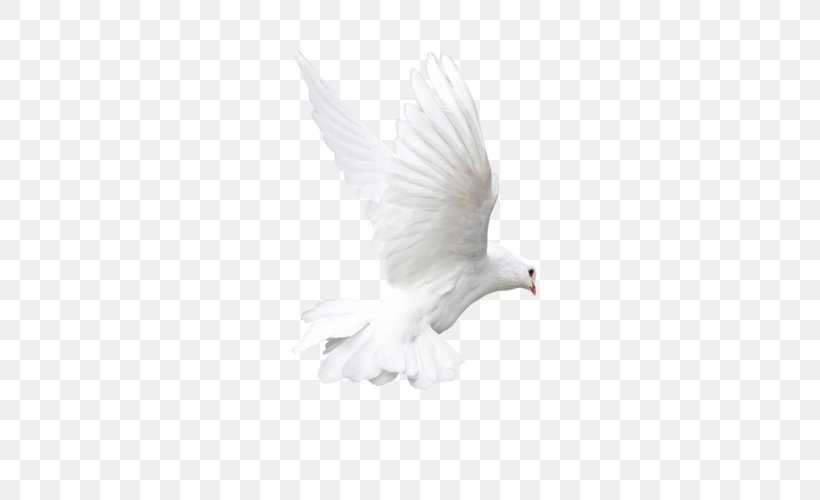 Bird Domestic Pigeon Columbidae Flight, PNG, 500x500px, Bird, Beak, Columbidae, Cygnini, Domestic Pigeon Download Free