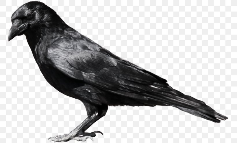 Crow Clip Art, PNG, 768x496px, Crow, American Crow, Beak, Bird, Black And White Download Free