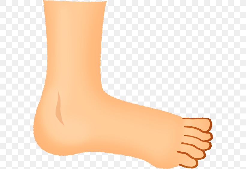 Orange, PNG, 600x566px, Leg, Ankle, Foot, Human Leg, Joint Download Free
