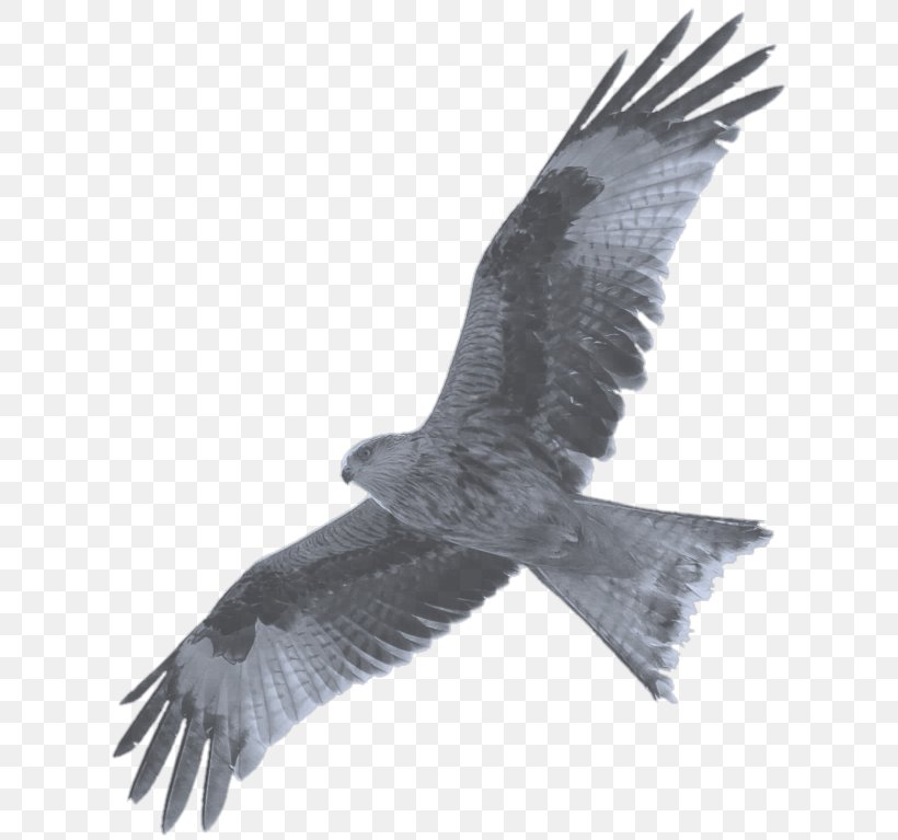 Bald Eagle Hawk Buzzard Camera Wildlife Photography, PNG, 625x767px, Bald Eagle, Accipitriformes, Animal, Beak, Bird Download Free
