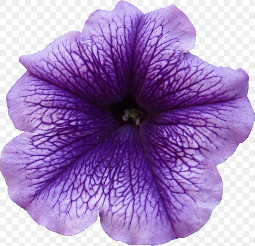 Flower Petal Violet Purple, PNG, 1200x1155px, Flower, Annual Plant, Geraniales, Herbaceous Plant, Lilac Download Free