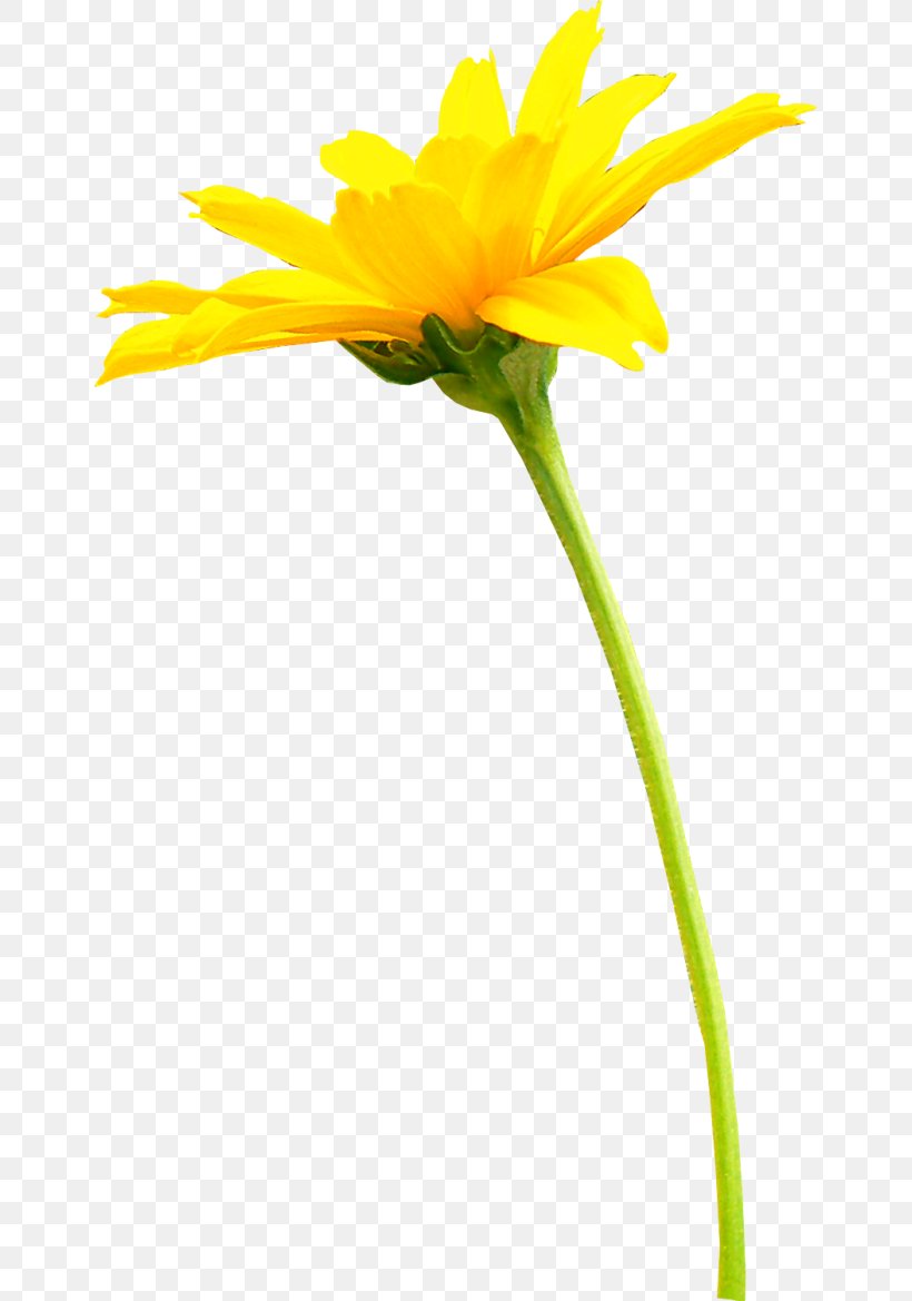 Chanel Transvaal Daisy Flower, PNG, 650x1169px, Chanel, Calendula, Cut Flowers, Daisy, Daisy Family Download Free