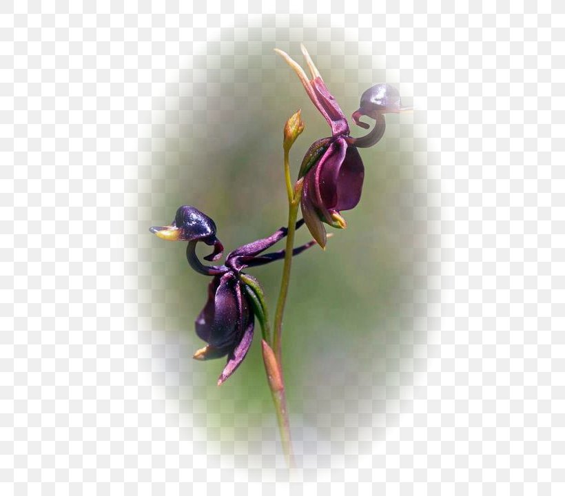 Large Duck Orchid Fly Orchid Caleana Flower Lady's-slipper, PNG, 504x720px, Fly Orchid, Bud, Dracula Simia, Embryophyta, Flora Download Free