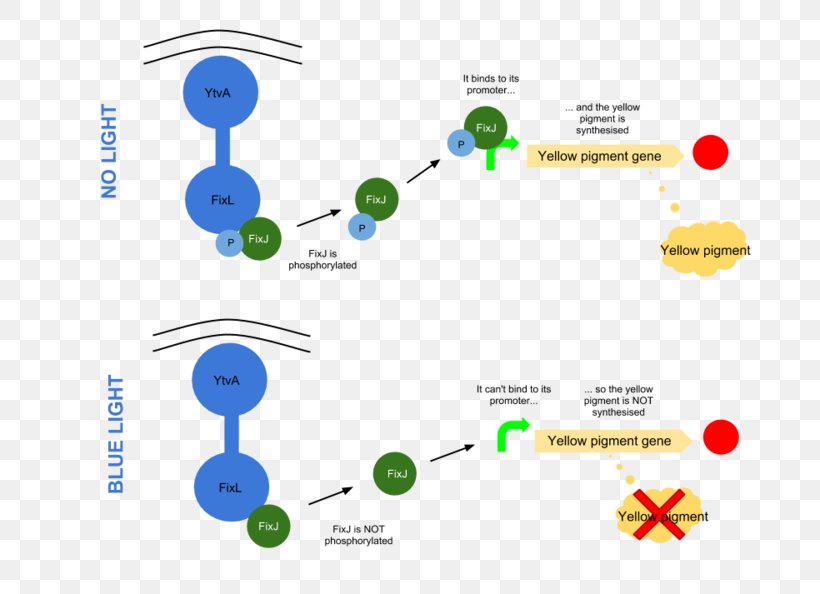 Light Biological Pigment International Genetically Engineered Machine Biology, PNG, 800x594px, Light, Biological Pigment, Biology, Blue, Brand Download Free