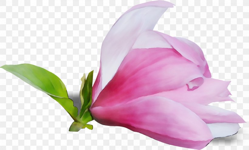 Petal Flower Pink Plant Flowering Plant, PNG, 1200x723px, Watercolor, Anthurium, Flower, Flowering Plant, Magnolia Download Free