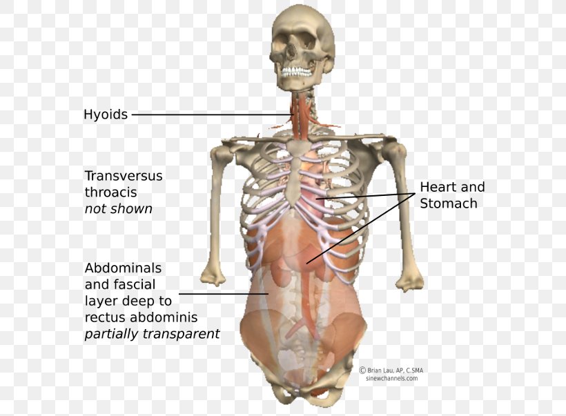 Shoulder Homo Sapiens Skeleton Figurine Hip, PNG, 600x603px, Shoulder, Bone, Figurine, Hip, Homo Sapiens Download Free