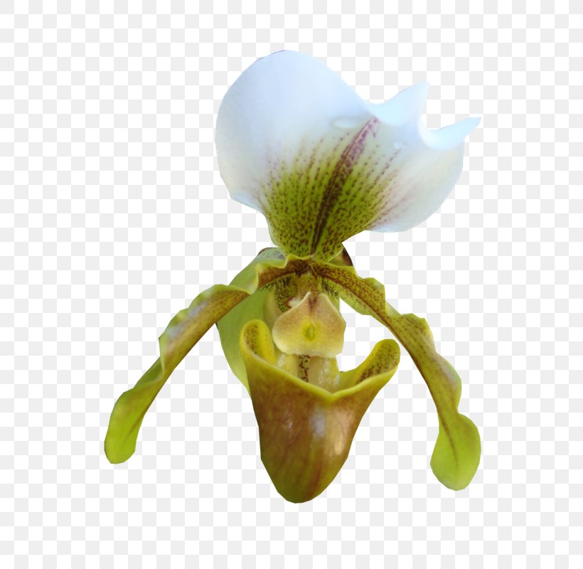 Teapot Cup Image Moth Orchids, PNG, 656x800px, Teapot, Bag, Candle, Cartoon, Cup Download Free