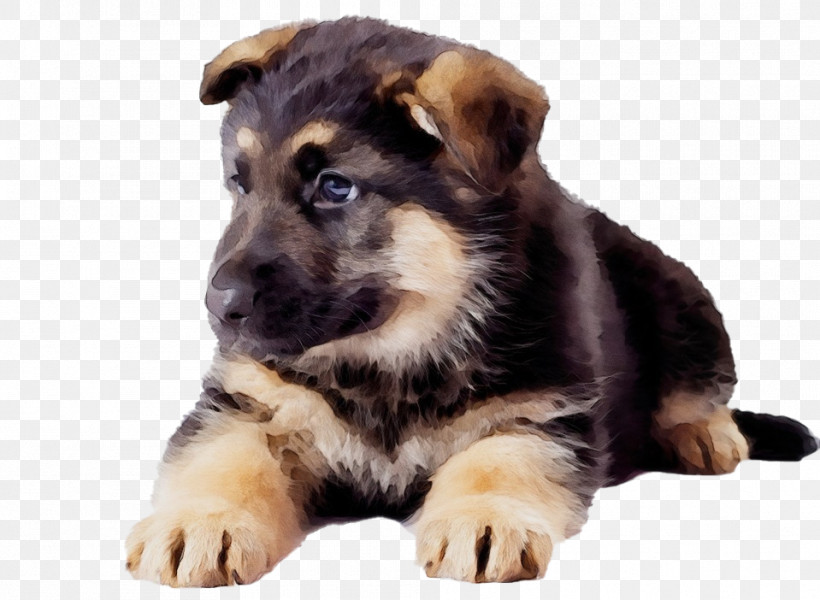 Tibetan Mastiff German Shepherd Puppy English Mastiff Breed, PNG, 959x702px, Watercolor, Breed, Companion Dog, Dog, English Mastiff Download Free