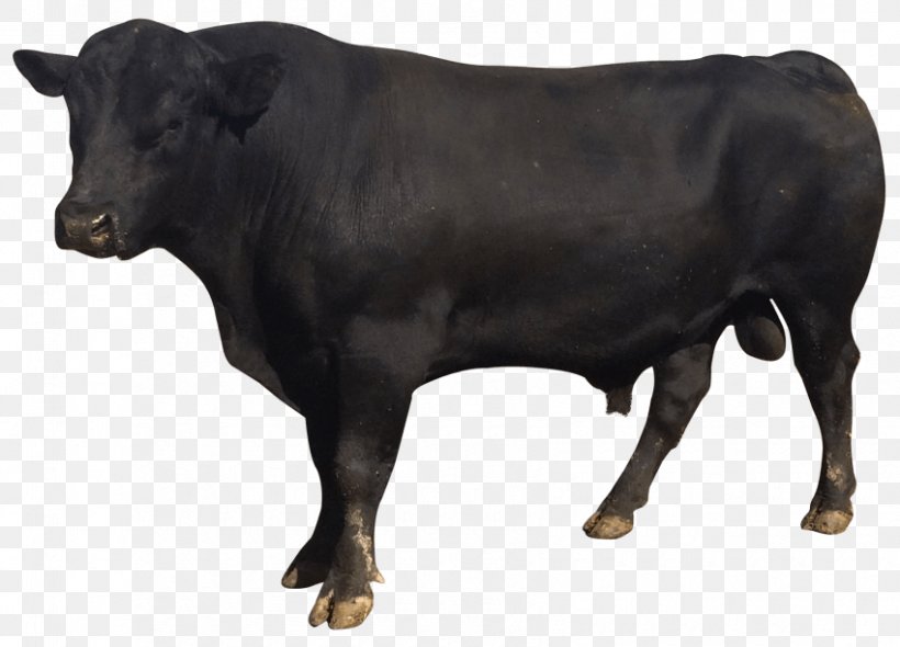 Cattle Bull Nagpuri, PNG, 850x612px, Cattle, Bull, Cattle Like Mammal, Cow Goat Family, Display Resolution Download Free