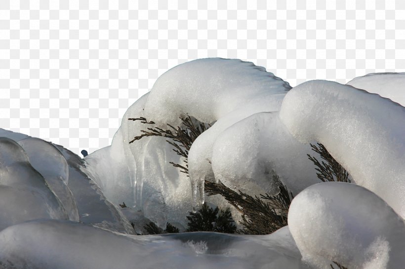 Clear Ice Landscape, PNG, 1280x853px, Ice, Beak, Bird, Clear Ice, Crystal Download Free