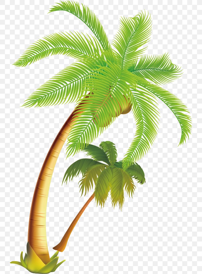 Palm Oil Tree, PNG, 741x1112px, Coconut, Arecales, Attalea Speciosa, Blue Coconut Tree, Coconut Merchant Download Free