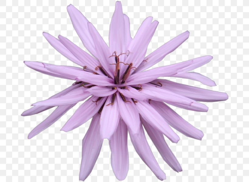 Petal Purple, PNG, 688x600px, Petal, Aster, Flower, Flowering Plant, Lavender Download Free