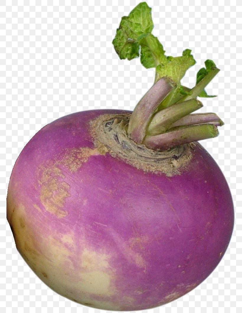 Turnip Shalgam Rutabaga Vegetable Radish, PNG, 779x1060px, Turnip, Beet, Brassica Oleracea, Brassica Rapa, Broccoli Download Free