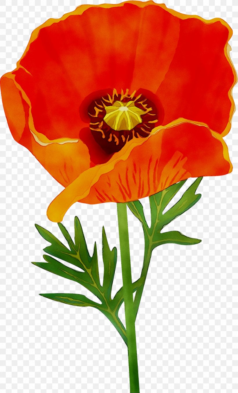 California Poppy Annual Plant Plant Stem Cut Flowers Wildflower, PNG, 857x1415px, California Poppy, Anemone, Annual Plant, Botany, Coquelicot Download Free