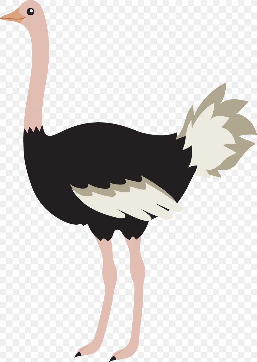 Common Ostrich Bird T-shirt Sticker Clip Art, PNG, 4633x6510px, Common Ostrich, Beak, Bird, Decal, Drawing Download Free