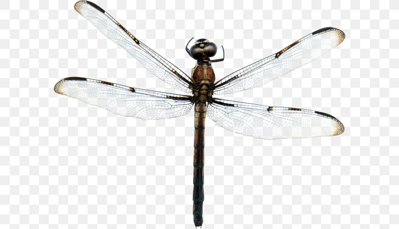 Dragonfly Insect Clip Art, PNG, 600x470px, Dragonfly, Animaatio, Animal, Animation, Arthropod Download Free