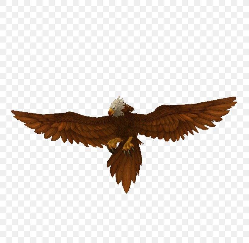 Eagle Beak, PNG, 800x800px, Eagle, Beak, Bird, Bird Of Prey, Wing Download Free