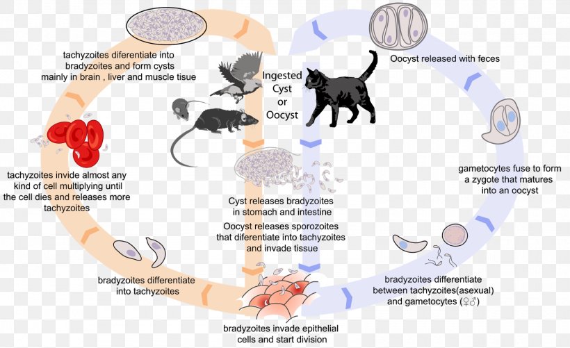 Felidae Toxoplasma Gondii Toxoplasmosis Biological Life Cycle Cat, PNG, 1600x978px, Watercolor, Cartoon, Flower, Frame, Heart Download Free