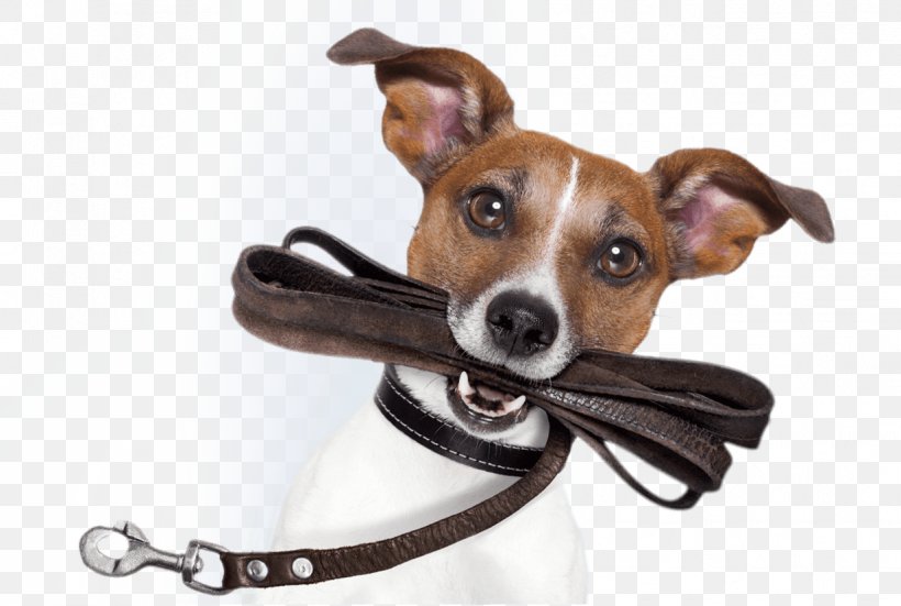 Italian Greyhound Dog Breed Leash Poodle Dachshund, PNG, 1234x830px, Italian Greyhound, Behavior, Breed, Dachshund, Dog Download Free