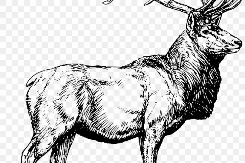 White-tailed Deer Elk Moose Hunting, PNG, 900x600px, Deer, Antelope, Antler, Black And White, Camel Like Mammal Download Free