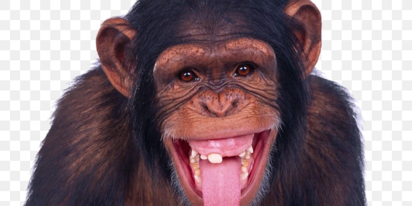 Chimpanzee Ape Monkey, PNG, 730x410px, Chimpanzee, Aggression, Ape, Celebes Crested Macaque, Common Chimpanzee Download Free
