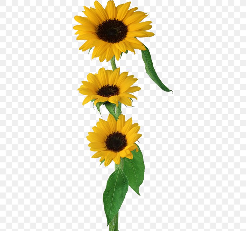 Common Sunflower Brush, PNG, 335x768px, Flower, Brush, Common Sunflower, Daisy Family, Decoupage Download Free