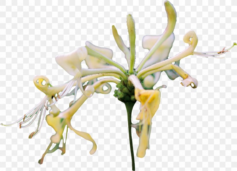 Floral Design Cut Flowers Plant Stem Petal, PNG, 827x598px, Floral Design, Branch, Cut Flowers, Flora, Floristry Download Free