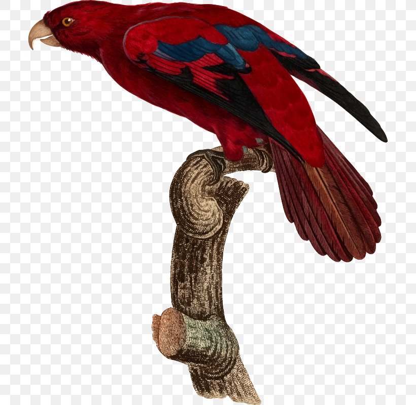 Bird Parrot Beak Feather Animal, PNG, 710x800px, Bird, Animal, Beak, Fauna, Feather Download Free