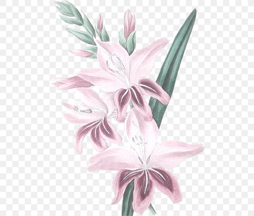 Flower, PNG, 500x698px, Flower, Flora, Flowering Plant, Gladiolus, Lilac Download Free