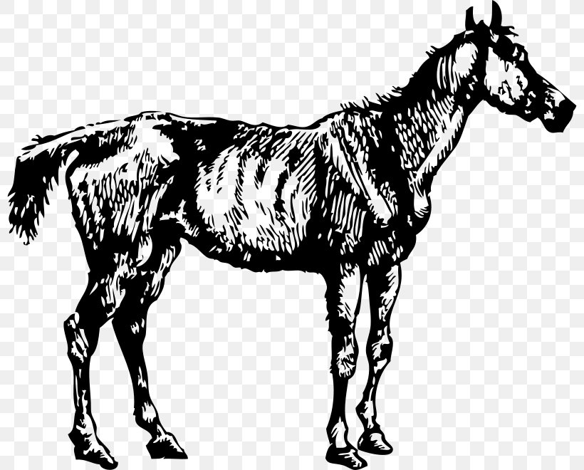 Horse Mare Clip Art, PNG, 800x660px, Horse, Animal Figure, Black, Black And White, Bridle Download Free