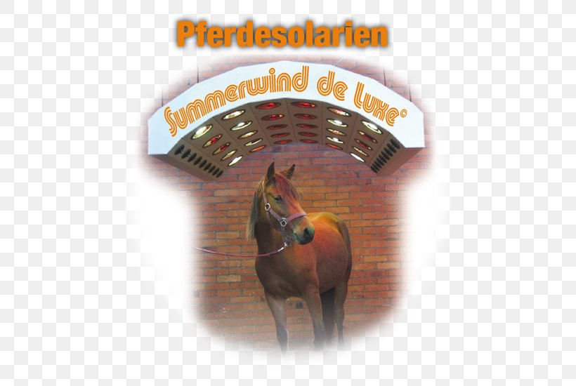 Horse Pferdesolarium Summerwind Pferdesolarien Text Stock Photography, PNG, 550x550px, Horse, Bridle, Drying, Horse Like Mammal, Horse Supplies Download Free