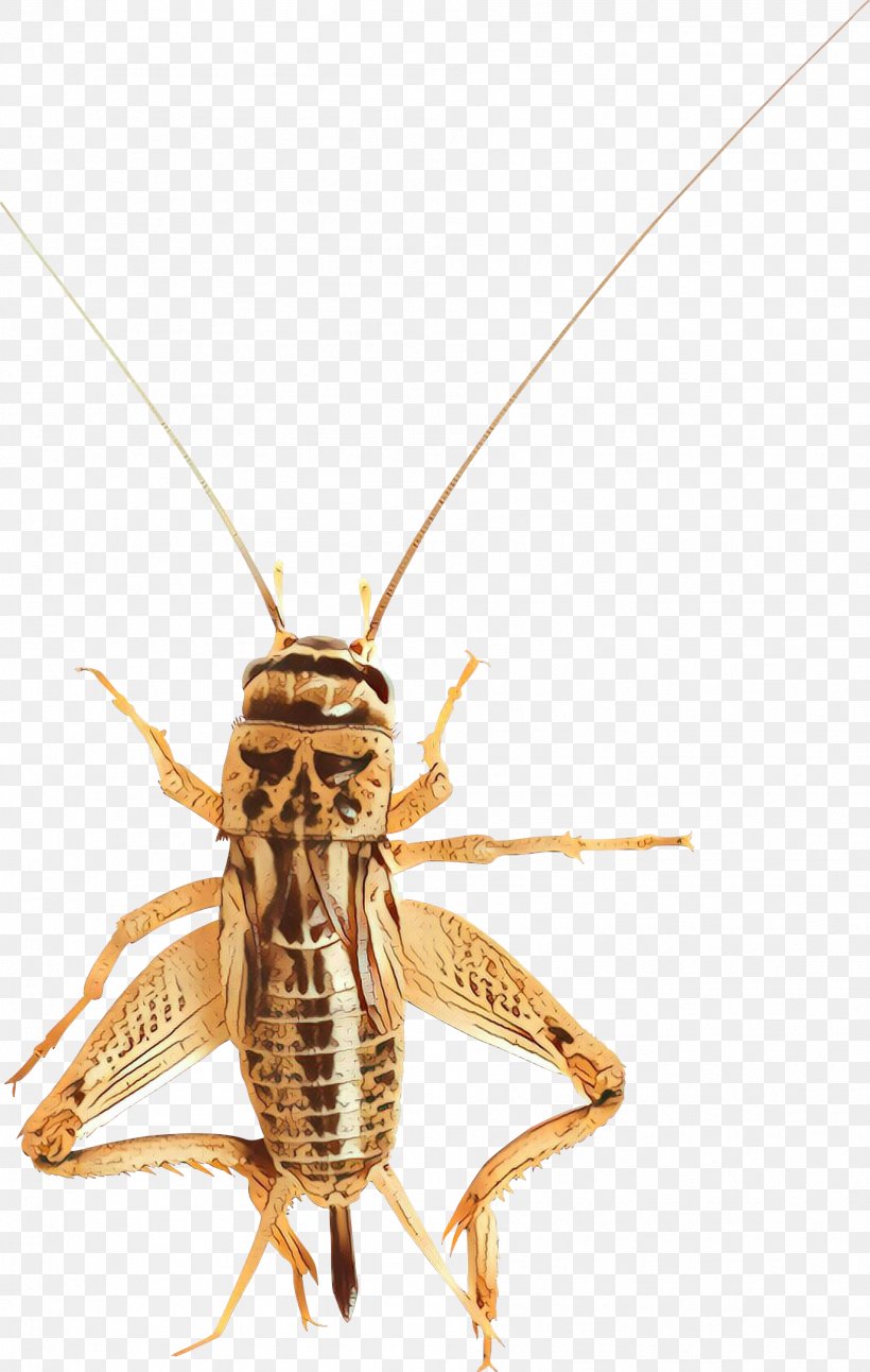 Insect Locust Pest Cricket Macro, PNG, 1902x2999px, Cartoon, Cricket, Cricketlike Insect, Grasshopper, Insect Download Free