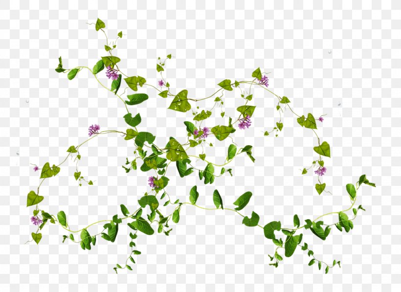 Vine Clip Art Virginia Creeper Plants, PNG, 1024x746px, Vine, Boston Ivy, Branch, Common Ivy, Flora Download Free