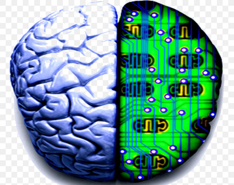 Brain YouTube Evolution Of Nervous Systems Video, PNG, 754x646px, Watercolor, Cartoon, Flower, Frame, Heart Download Free