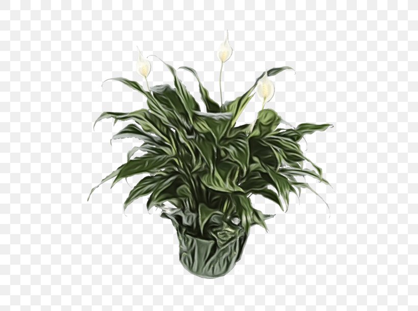 Flower Plant Houseplant Flowerpot Anthurium, PNG, 500x611px, Watercolor, Alismatales, Anthurium, Flower, Flowerpot Download Free