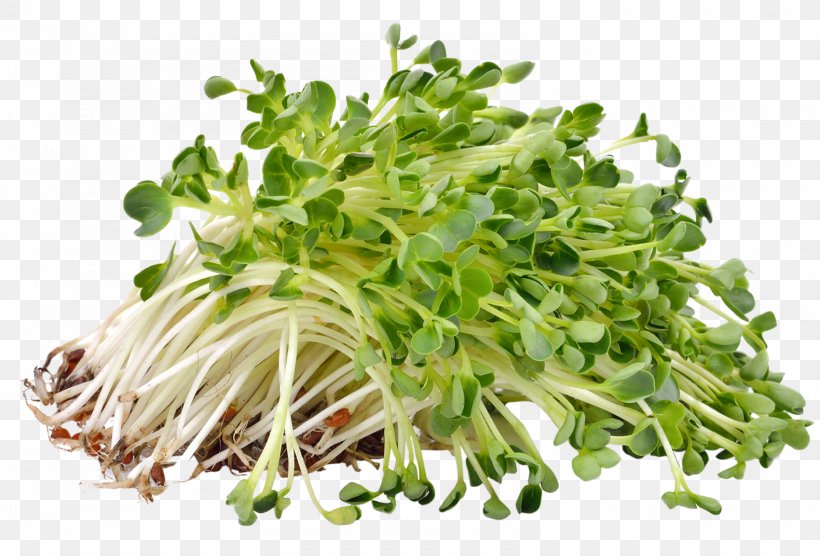 Sprouting Alfalfa Sprouts Microgreen Seed, PNG, 1580x1072px, Sprouting, Alfalfa, Alfalfa Sprouts, Eating, Food Download Free