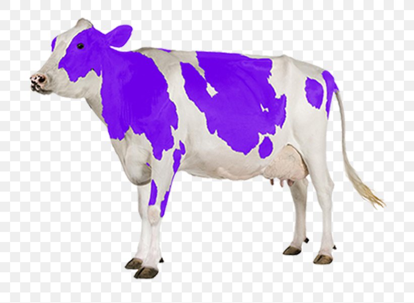 Holstein Friesian Cattle Gyr Cattle Dairy Cattle Milk, PNG, 800x601px, Holstein Friesian Cattle, A2 Milk, Animal Figure, Bull, Calf Download Free