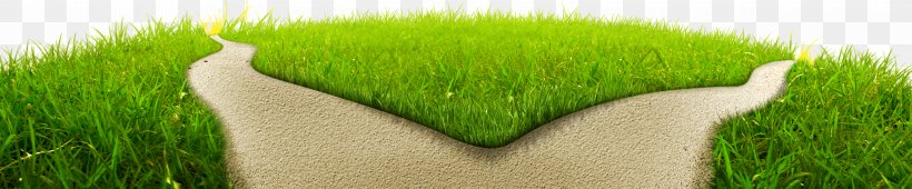 Lawn Meadow Wheatgrass Green Field, PNG, 5000x1041px, Lawn, Civilization, Commodity, Crop, Field Download Free
