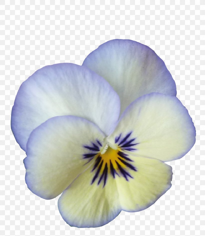 Pansy Viola Cornuta Rocky Color Violet, PNG, 1000x1151px, Pansy, Color, De Standaard, Flower, Flowering Plant Download Free