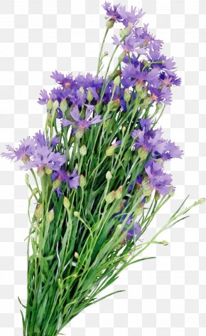 Perennial Plant Clusterlilies - Family Tree Design PNG