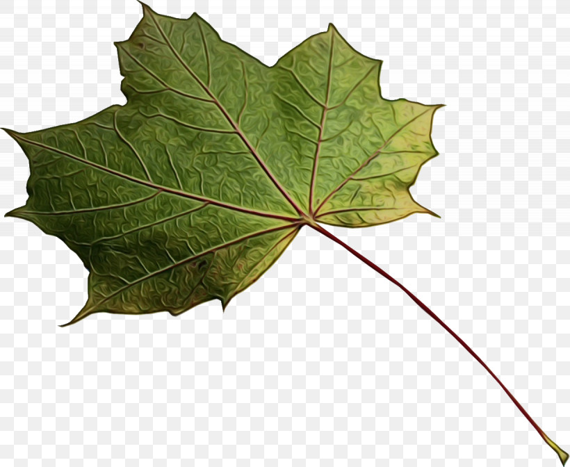 Maple Leaf, PNG, 1230x1009px, Watercolor, Biology, Leaf, Maple, Maple Leaf Download Free