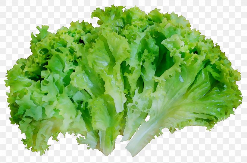 Broccoli Vegetarian Cuisine Vegetable Food Lettuce, PNG, 2499x1653px, Broccoli, Blue Sow Thistle, Cabbage, Celtuce, Cooking Download Free