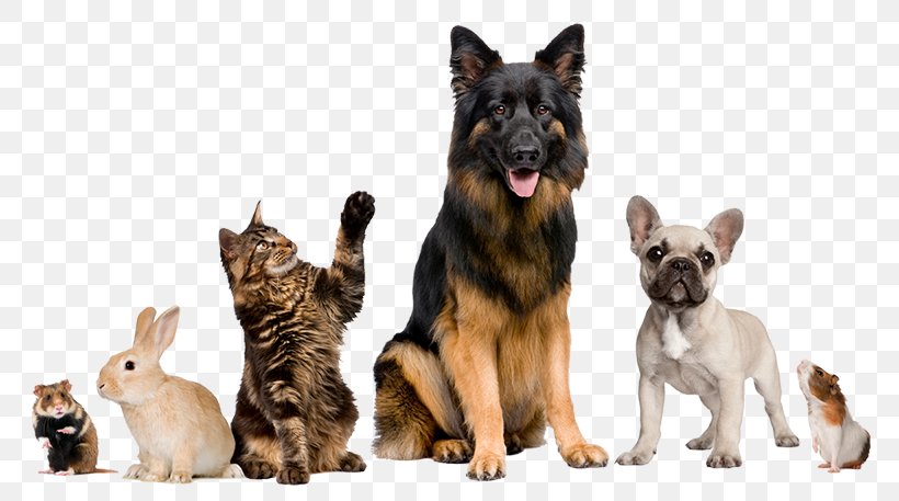 Cat Veterinarian Pet Animal Border Collie, PNG, 800x457px, Cat, Animal, Animal Shelter, Border Collie, Carnivoran Download Free