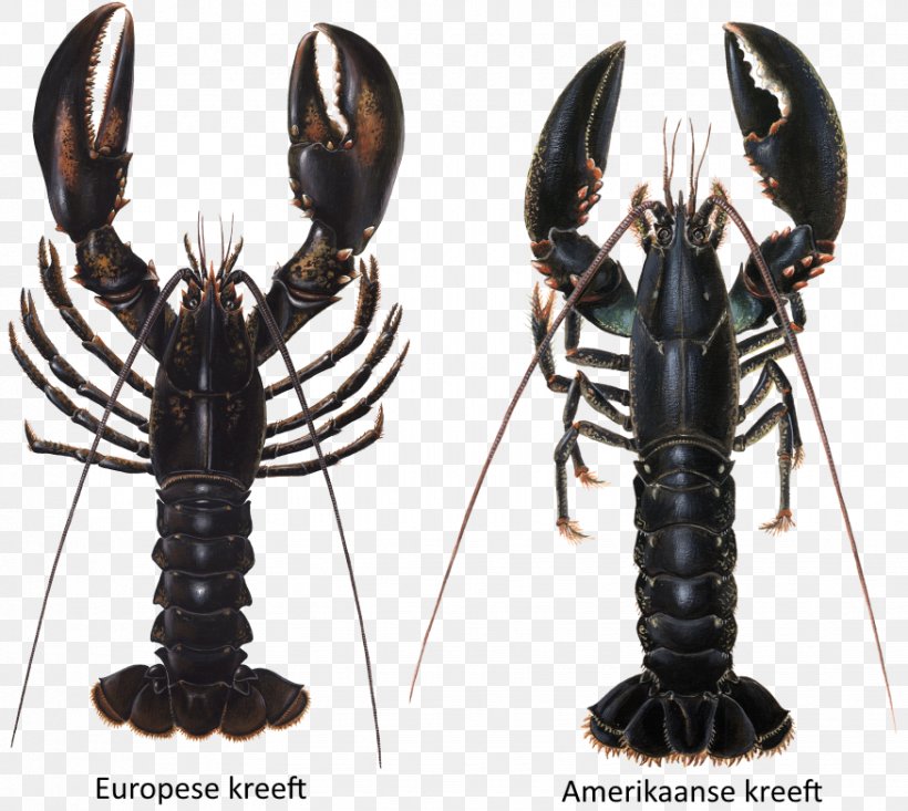 European Lobster Crayfish As Food Louisiana Crawfish, PNG, 875x783px, Lobster, American Lobster, Animal Source Foods, Arthropod, Astacus Astacus Download Free
