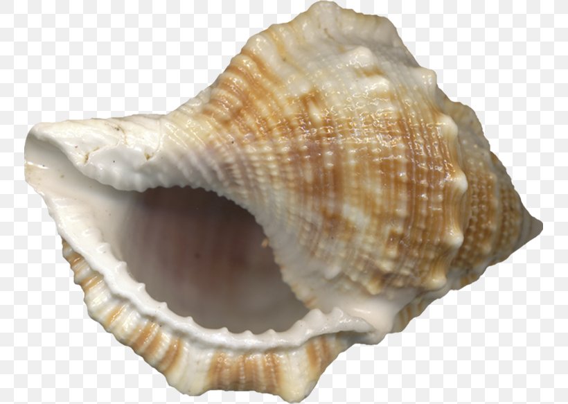 Seashell Conch, PNG, 749x583px, Seashell, Beach, Clam, Clams Oysters Mussels And Scallops, Cockle Download Free