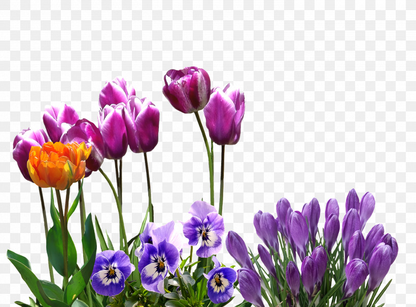 Spring Flower Spring Floral Flowers, PNG, 3000x2219px, Spring Flower, Crocus, Cut Flowers, Flower, Flowers Download Free