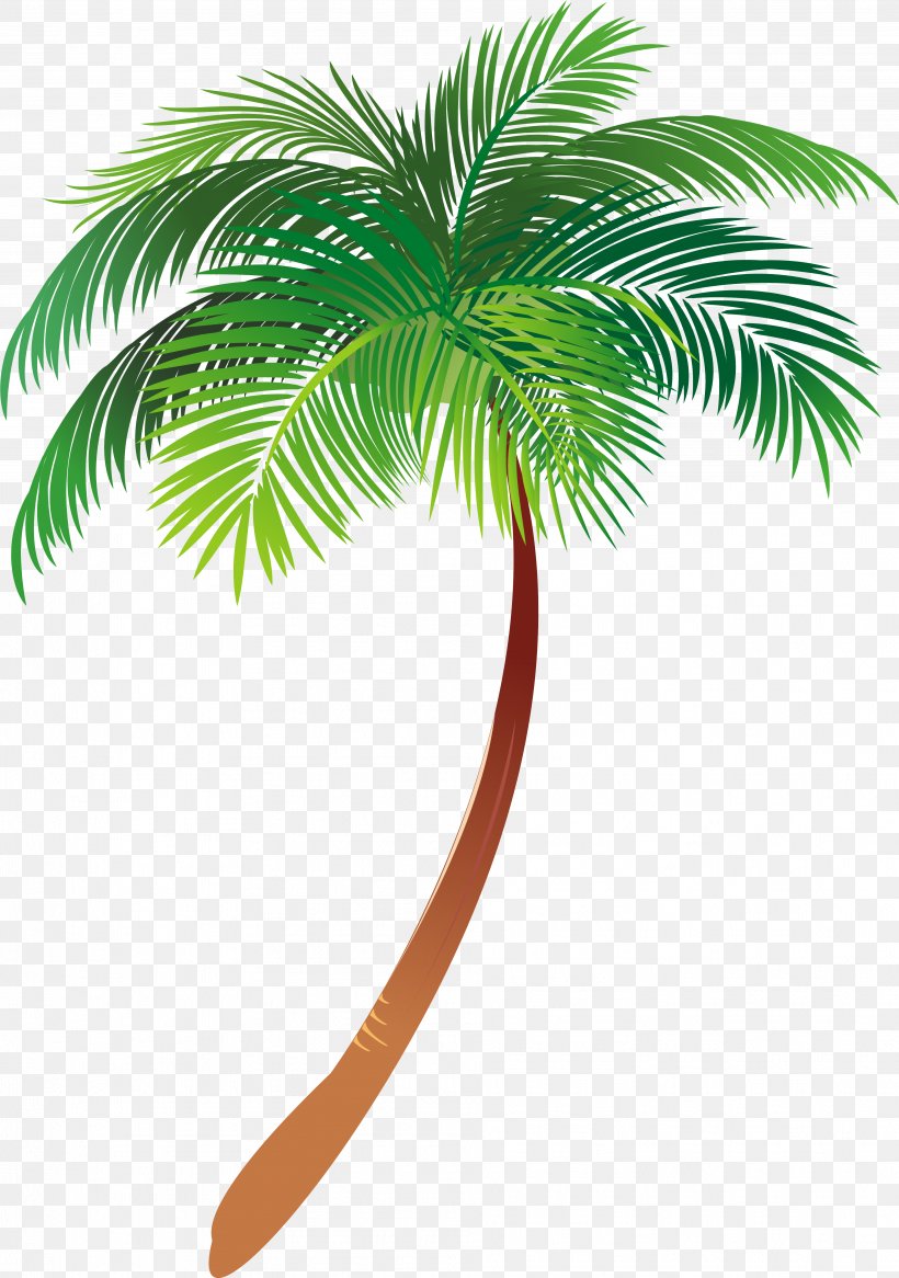Asian Palmyra Palm Illustration Palm Trees Vector Graphics Text, PNG, 3831x5451px, Asian Palmyra Palm, Arecales, Borassus, Borassus Flabellifer, Coconut Download Free